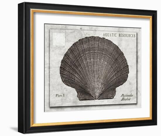 Shell: Pectinidae Bivalvia, Scallops-Christine Zalewski-Framed Art Print