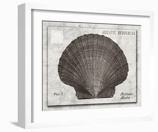 Shell: Pectinidae Bivalvia, Scallops-Christine Zalewski-Framed Art Print