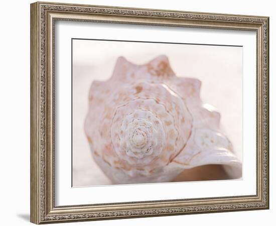 Shell Portrait I-Elena Ray-Framed Photographic Print