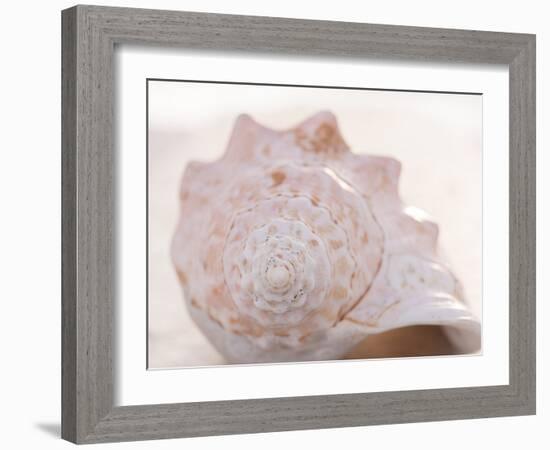 Shell Portrait I-Elena Ray-Framed Photographic Print