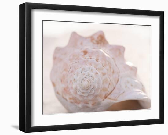 Shell Portrait I-Elena Ray-Framed Photographic Print