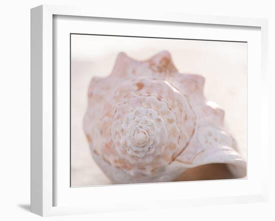 Shell Portrait I-Elena Ray-Framed Photographic Print