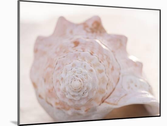 Shell Portrait I-Elena Ray-Mounted Photographic Print