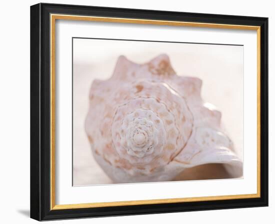 Shell Portrait I-Elena Ray-Framed Photographic Print