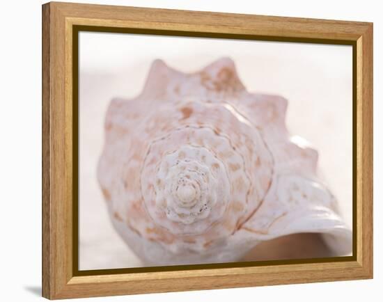 Shell Portrait I-Elena Ray-Framed Premier Image Canvas