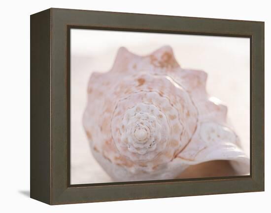 Shell Portrait I-Elena Ray-Framed Premier Image Canvas