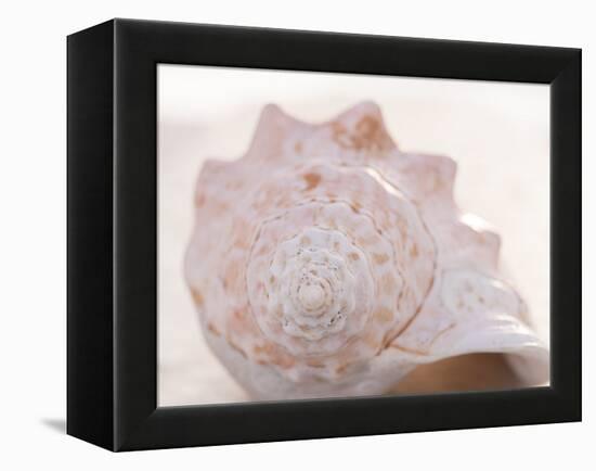 Shell Portrait I-Elena Ray-Framed Premier Image Canvas