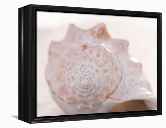 Shell Portrait I-Elena Ray-Framed Premier Image Canvas