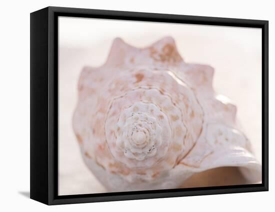 Shell Portrait I-Elena Ray-Framed Premier Image Canvas