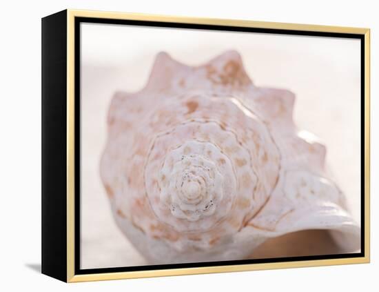 Shell Portrait I-Elena Ray-Framed Premier Image Canvas