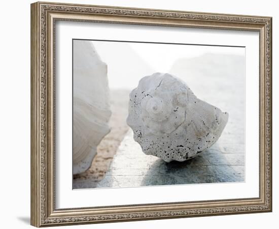 Shell Portrait II-Elena Ray-Framed Photographic Print