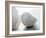 Shell Portrait II-Elena Ray-Framed Photographic Print