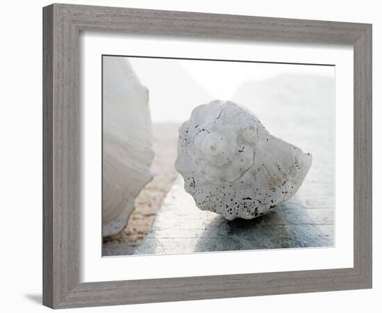 Shell Portrait II-Elena Ray-Framed Photographic Print