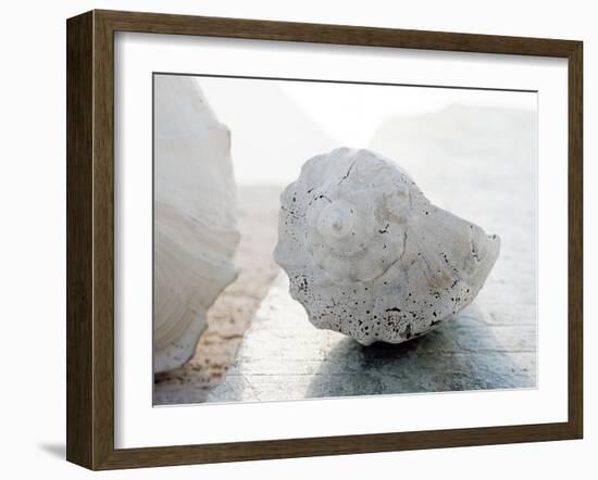 Shell Portrait II-Elena Ray-Framed Photographic Print