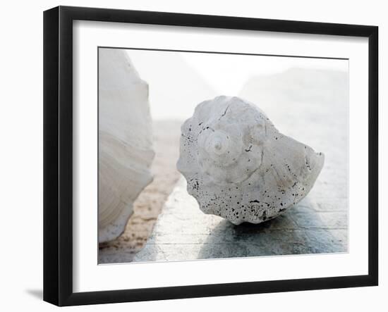 Shell Portrait II-Elena Ray-Framed Photographic Print