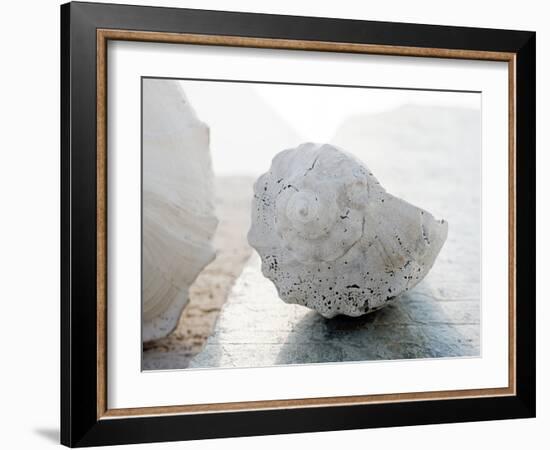 Shell Portrait II-Elena Ray-Framed Photographic Print