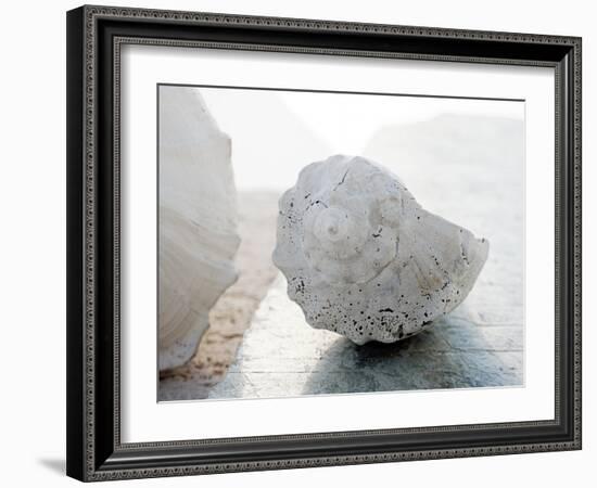 Shell Portrait II-Elena Ray-Framed Photographic Print