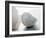 Shell Portrait II-Elena Ray-Framed Photographic Print