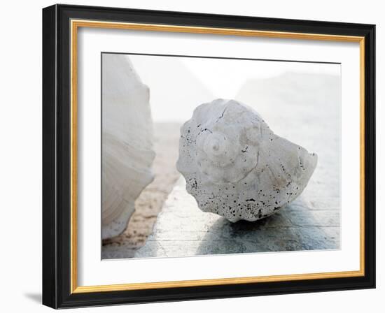 Shell Portrait II-Elena Ray-Framed Photographic Print