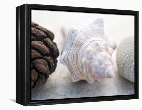 Shell Portrait III-Elena Ray-Framed Premier Image Canvas