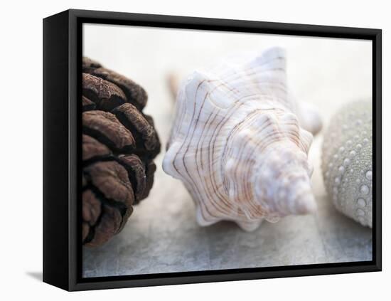 Shell Portrait III-Elena Ray-Framed Premier Image Canvas