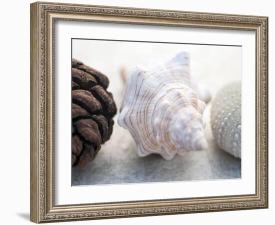 Shell Portrait III-Elena Ray-Framed Photographic Print