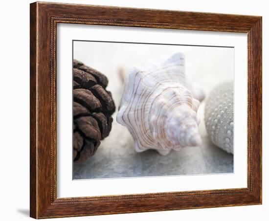 Shell Portrait III-Elena Ray-Framed Photographic Print