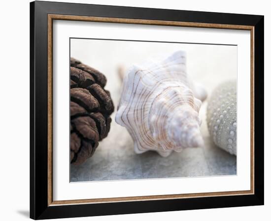 Shell Portrait III-Elena Ray-Framed Photographic Print