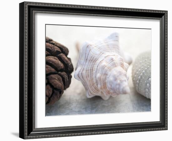 Shell Portrait III-Elena Ray-Framed Photographic Print