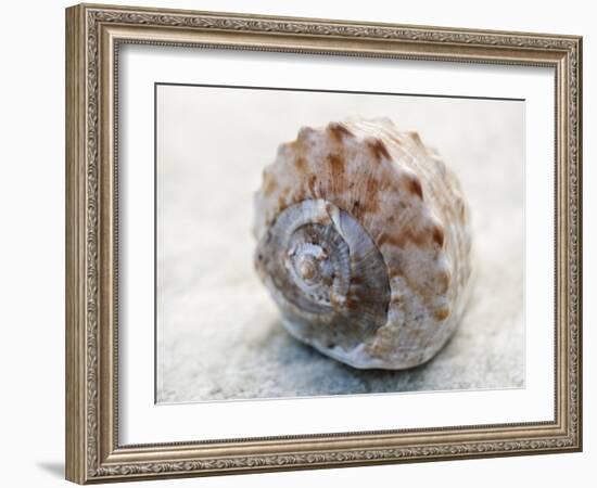 Shell Portrait V-Elena Ray-Framed Photographic Print