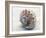 Shell Portrait V-Elena Ray-Framed Photographic Print