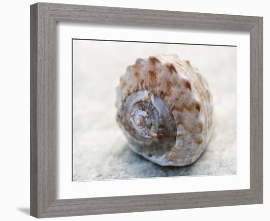 Shell Portrait V-Elena Ray-Framed Photographic Print