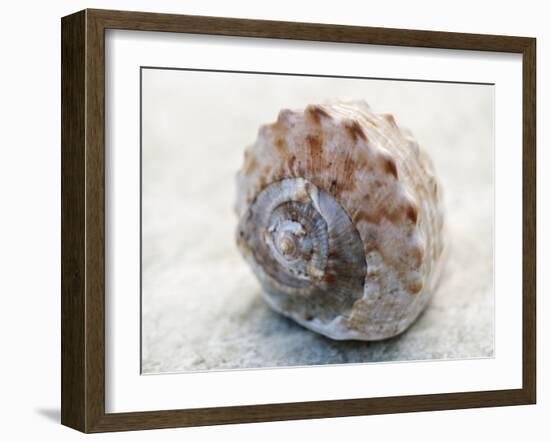 Shell Portrait V-Elena Ray-Framed Photographic Print