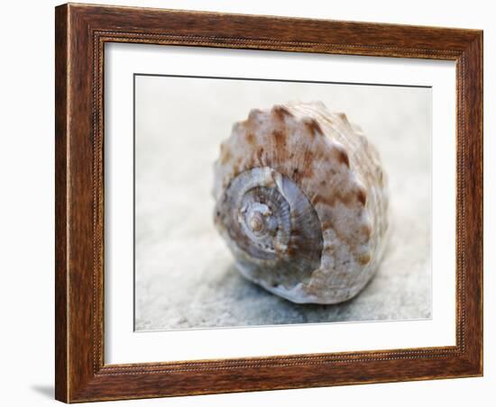 Shell Portrait V-Elena Ray-Framed Photographic Print