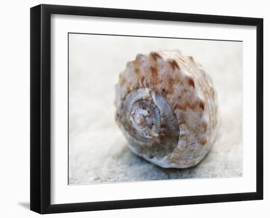 Shell Portrait V-Elena Ray-Framed Photographic Print