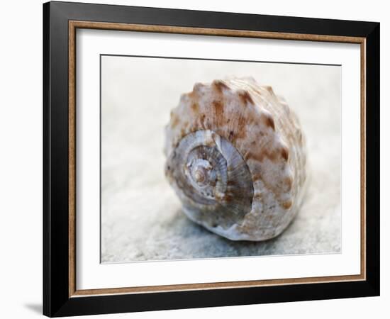 Shell Portrait V-Elena Ray-Framed Photographic Print