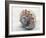 Shell Portrait V-Elena Ray-Framed Photographic Print