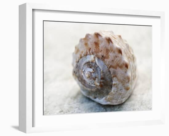 Shell Portrait V-Elena Ray-Framed Photographic Print