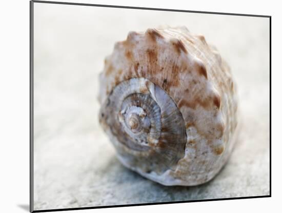 Shell Portrait V-Elena Ray-Mounted Photographic Print