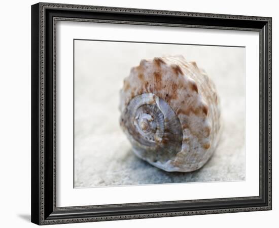 Shell Portrait V-Elena Ray-Framed Photographic Print