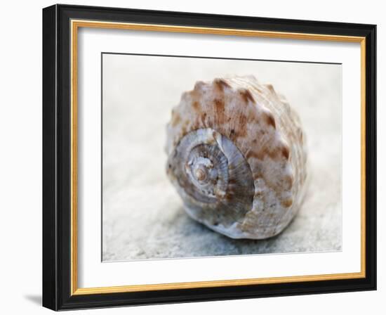 Shell Portrait V-Elena Ray-Framed Photographic Print