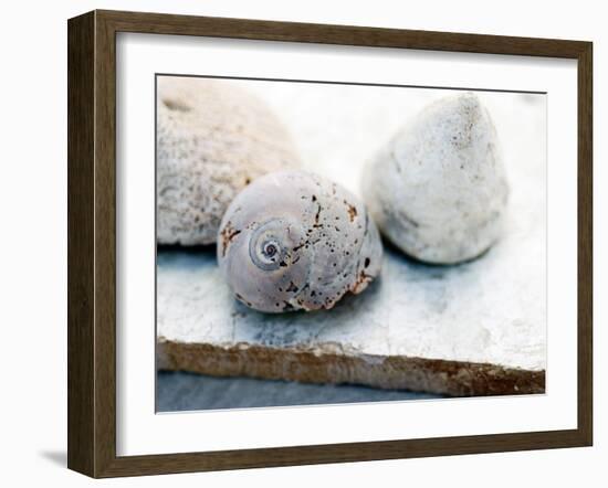 Shell Portrait VI-Elena Ray-Framed Photographic Print