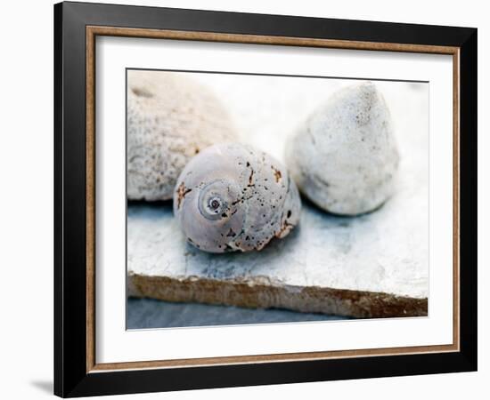 Shell Portrait VI-Elena Ray-Framed Photographic Print