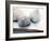 Shell Portrait VI-Elena Ray-Framed Photographic Print