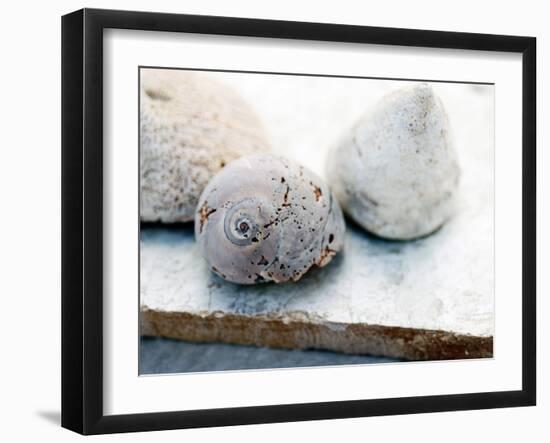 Shell Portrait VI-Elena Ray-Framed Photographic Print