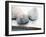 Shell Portrait VI-Elena Ray-Framed Photographic Print