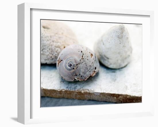 Shell Portrait VI-Elena Ray-Framed Photographic Print