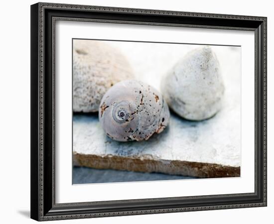 Shell Portrait VI-Elena Ray-Framed Photographic Print