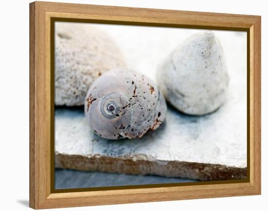 Shell Portrait VI-Elena Ray-Framed Premier Image Canvas