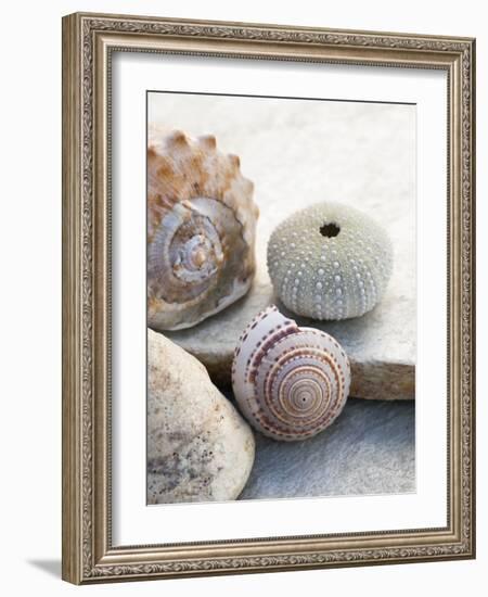 Shell Portrait VII-Elena Ray-Framed Photographic Print